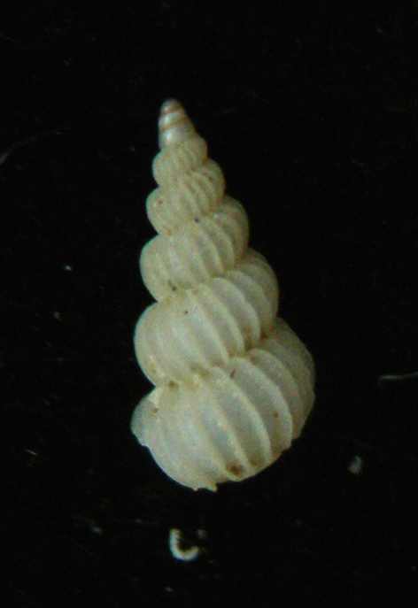 Epitonium clathratulum